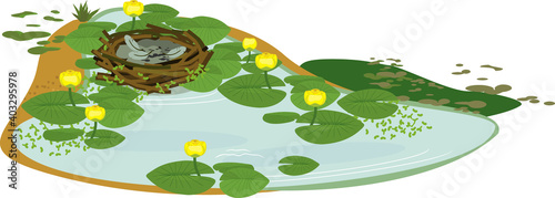 Empty bird nest and pond overgrown with flowering yellow water-lily (Nuphar lutea) with green leaves