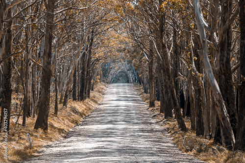 A long dirt road in a forest in Kanangra-Boyd National Park in regional Australia