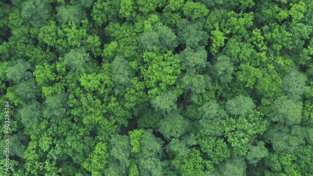 Slow fly directly above green forest Slow fly directly above green forest