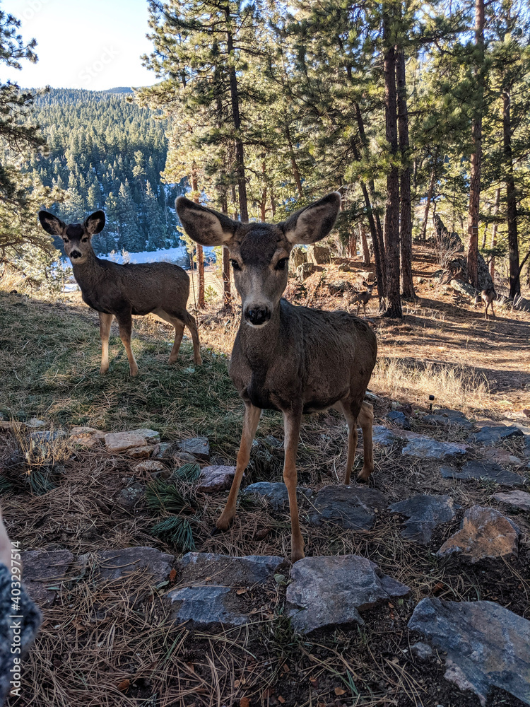 deer in the woods
