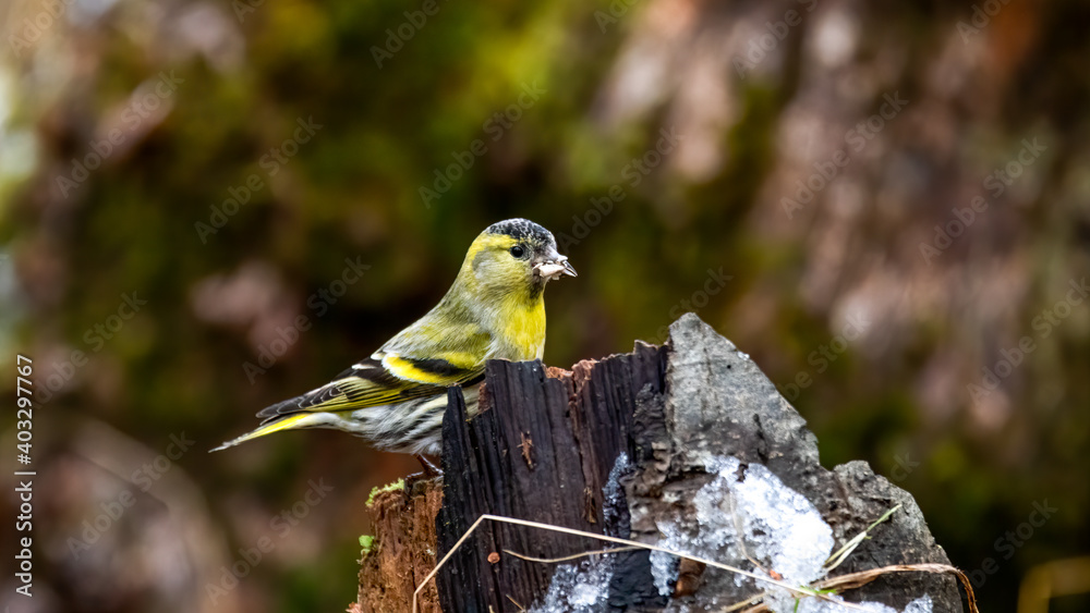 Naklejka premium erlenzeisig, bird, natur, wild lebende tiere, tier, gelb, ast, wild, schnabel, green, finch, baum,