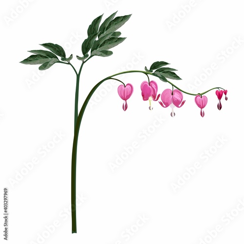 Bleeding heart flowers isolated and realistic illustration on white background.