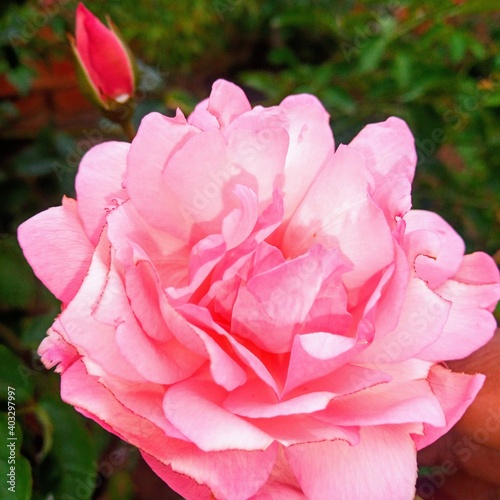pink rose flower © Wilton