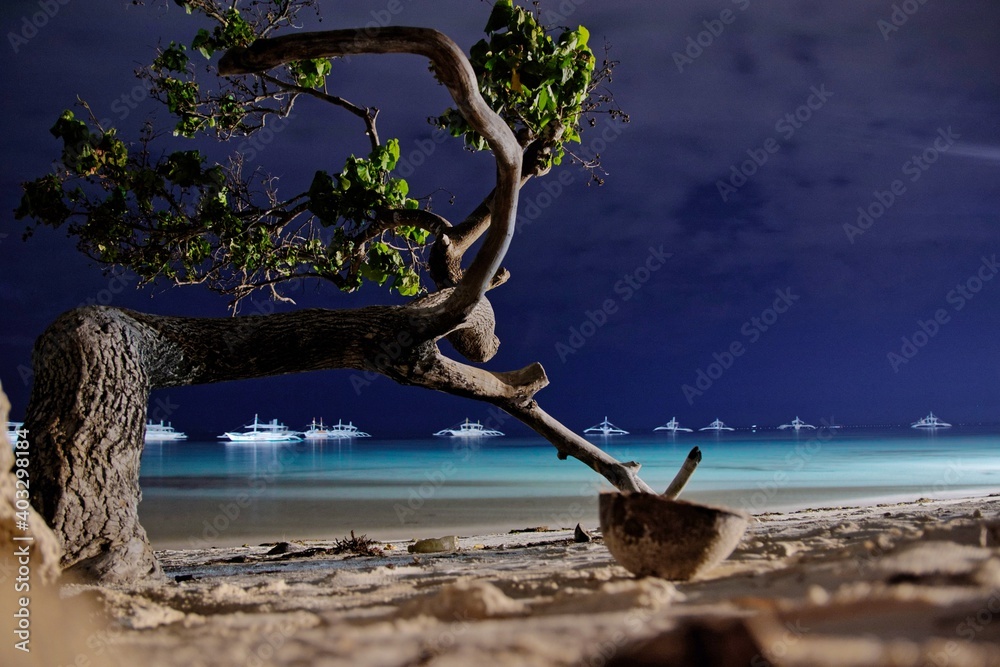 Obraz premium Night photo of bent, solitaire tree, growing on the edge of Mindanao sea, on Dumaluan beach located on Panglao Philippines island