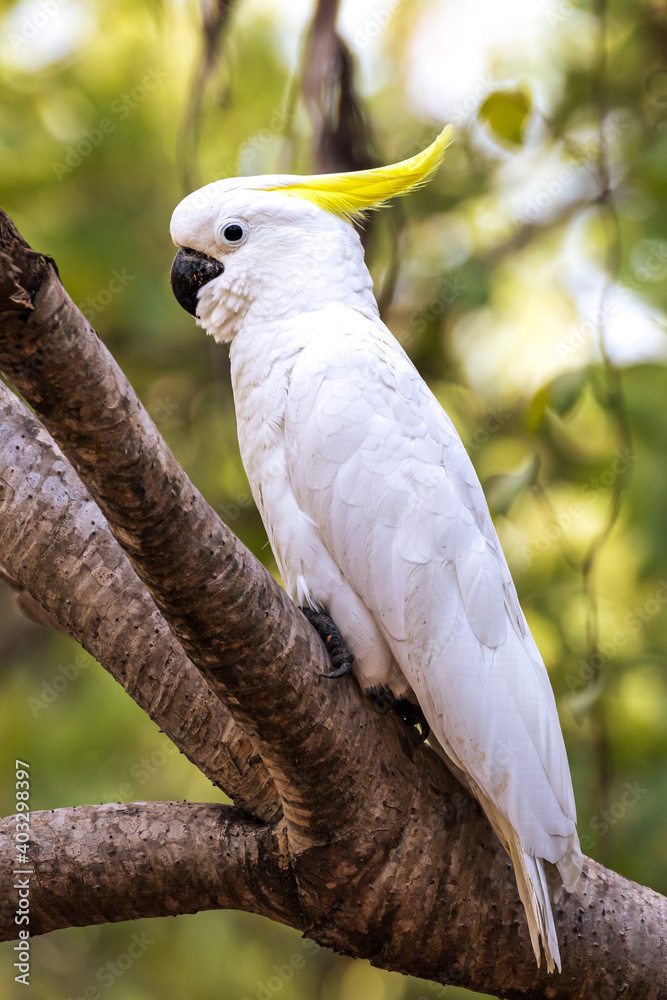 Kakadu sitting on a tree, Australia Kakadu sitting on a tree, Australia