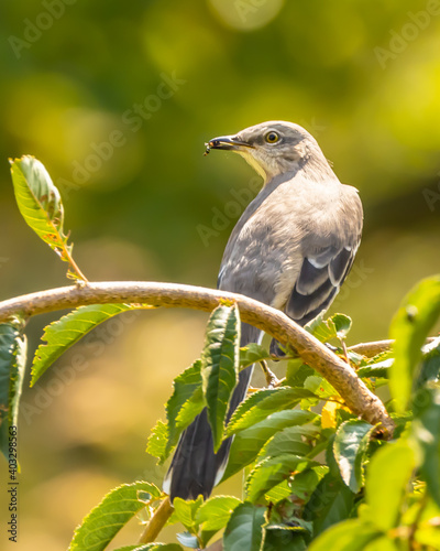 Northern mockingbird in spring perched on small tree branch with insect in its beak.