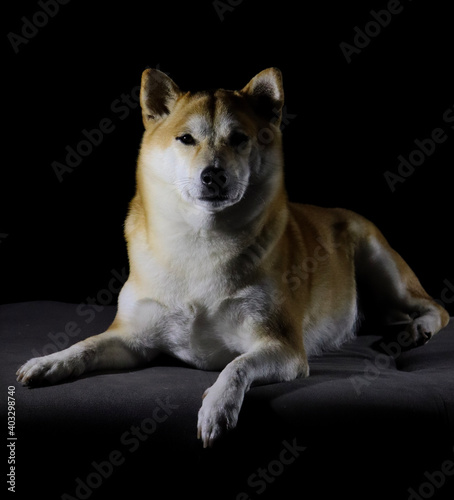 Portrait of a shiba inu in the dark - light and shadow © Ester Wise