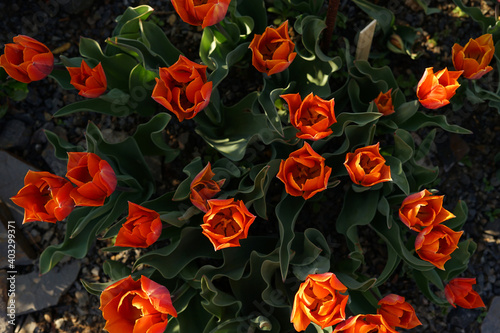 Fototapeta Naklejka Na Ścianę i Meble -  Rare orange tulips in bloom top view, spring concept