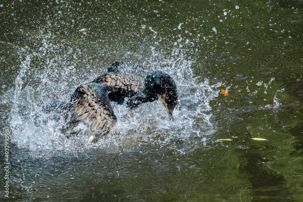 Obraz premium Great Cormorant (Phalacrocorax carbo) on pond