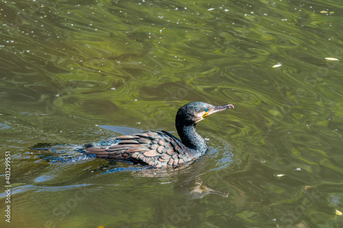 Great Cormorant (Phalacrocorax carbo) on pond