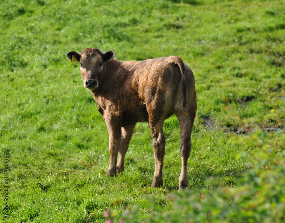 Curious calf in the Carmarthenshire countryside Curious calf in the Carmarthenshire countryside