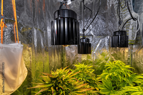 LED bulbs for growing cannabis