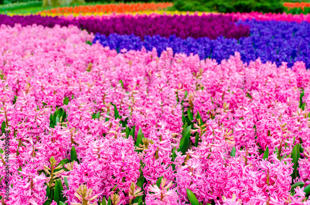 Naklejka premium Pink and purple flowering hyacinth bulbs in the garden of Keukenhof, Netherlands