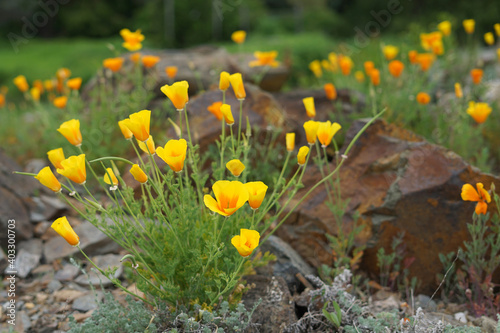 Yellow orange flowers in rock garden