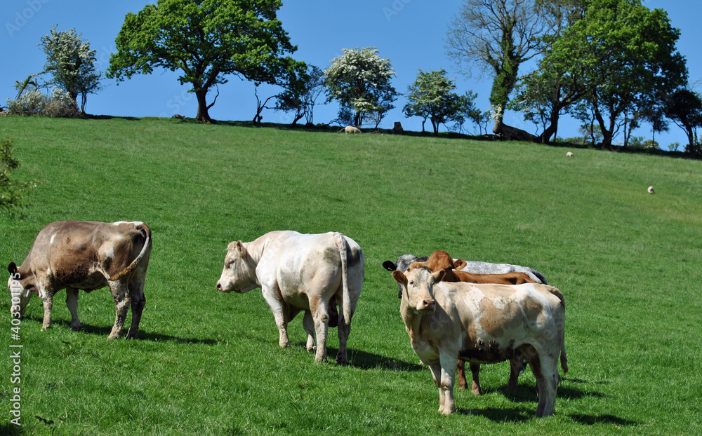 Grazing cows in the Carmarthenshire countryside