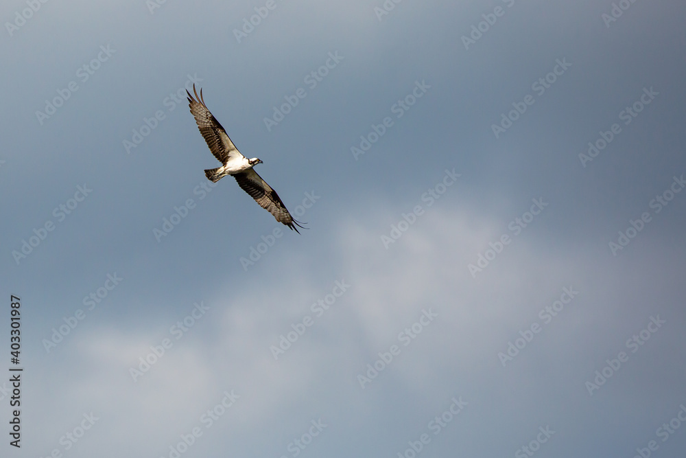 Osprey (Pandion haliaetus) soaring in a blue sky Osprey (Pandion haliaetus) soaring in a blue sky
