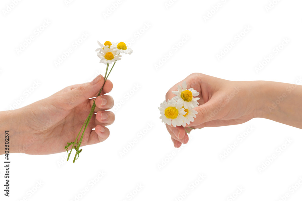 Bouquet of daisies isolated on white. Bouquet of daisies isolated on white.