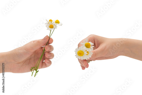 Bouquet of daisies isolated on white.
