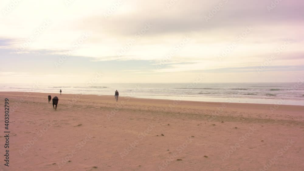 Two black Labs run toward the camera, one blasts past while the other turns and looks at an unidentifiable person in the distance. Beach scene, fall, spring. Two black Labs run toward the camera, one blasts past while the other turns and looks at an unidentifiable person in the distance. Beach scene, fall, spring.