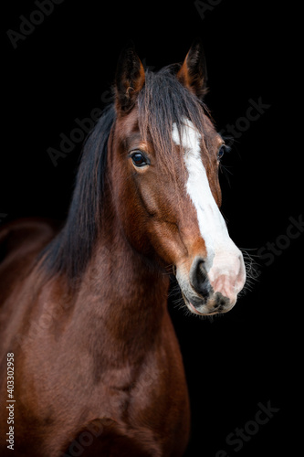 Fototapeta Naklejka Na Ścianę i Meble -  Beautiful chestnut brown horse mare stallion isolated on black background. Elegant portrait of a beautiful animal.