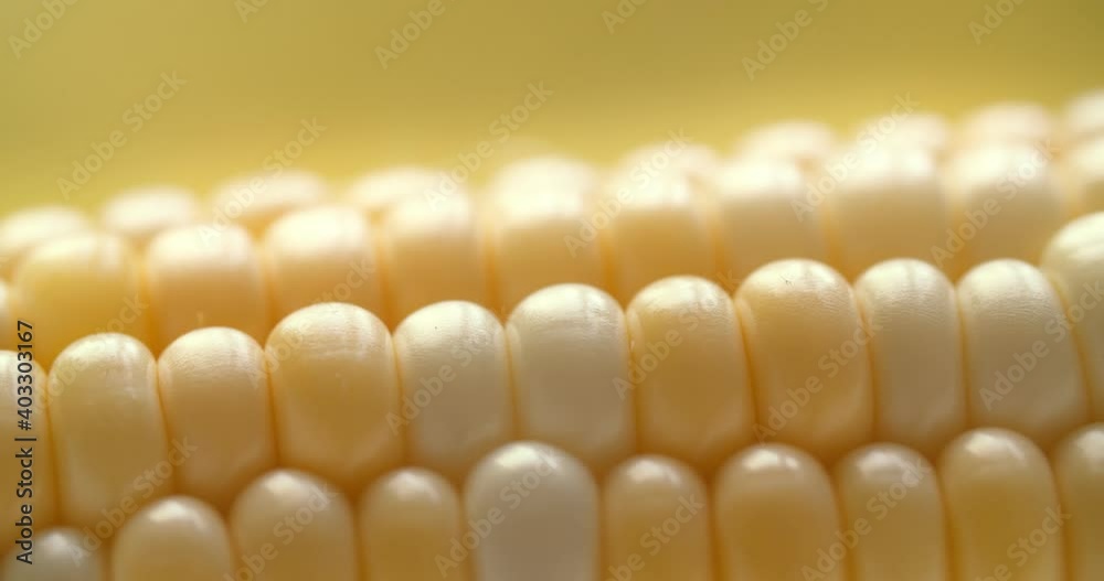 Macro View Yellow Grains Corn Cob Background Food Organic Close Up. Closeup Fresh Sweet Corn on Cob, Ingredient Prepare for Organic Food. Corn Seeds Texture, Agriculture Healthy Natural Nutrition. Macro View Yellow Grains Corn Cob Background Food Organic Close Up. Closeup Fresh Sweet Corn on Cob, Ingredient Prepare for Organic Food. Corn Seeds Texture, Agriculture Healthy Natural Nutrition.