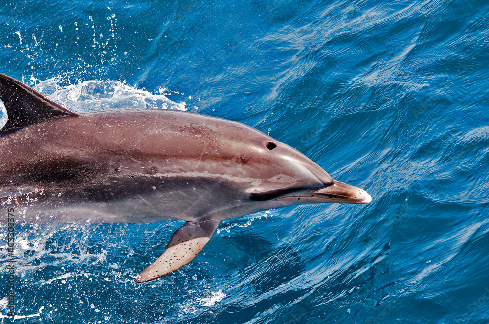 Obraz premium Delfin 