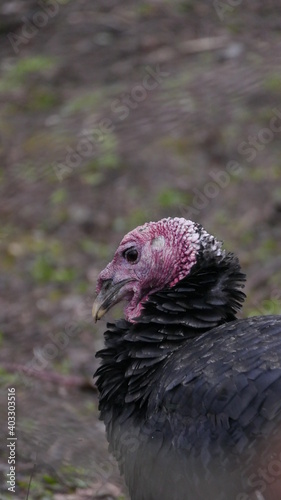 close up of a turkey