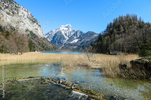 Leopoldsteiner lake in Austria overgrown with golden sweet flag. The lake is surrounded by high Alps. A small wooden cottage on the side. Spring water reflects the mountains and blue sky. Serenity