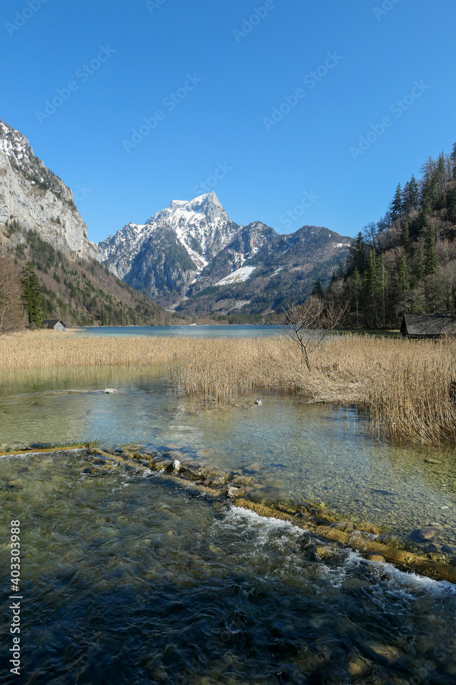 Leopoldsteiner lake in Austria overgrown with golden sweet flag. The lake is surrounded by high Alps. A small wooden cottage on the side. Spring water reflects the mountains and blue sky. Serenity