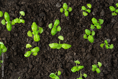 Basil germinates in the soil, seedlings. The view from the top. The concept of cultivation.