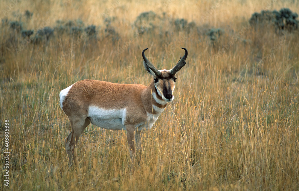 Fototapeta premium Pronghorn on the prairie, Oregon USA