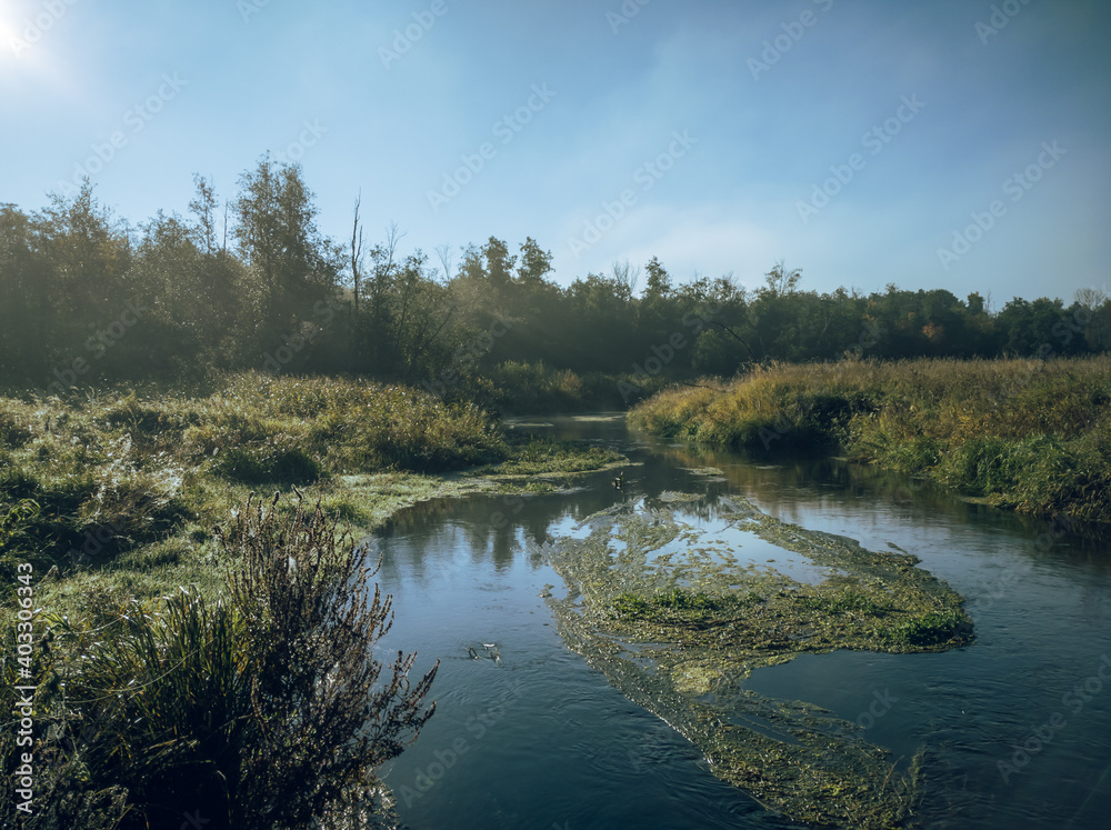 lake in the forest