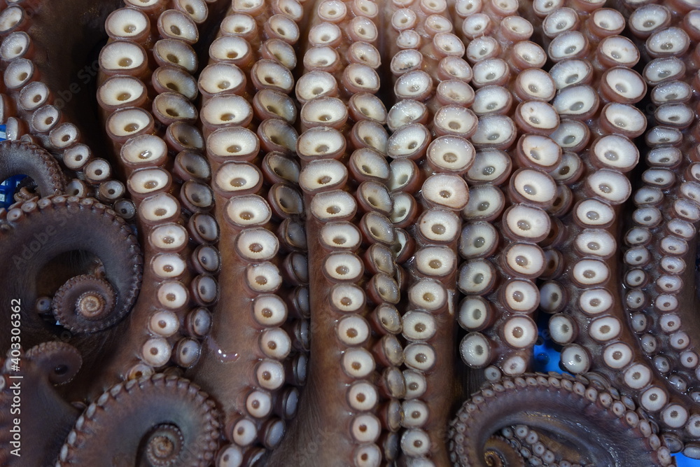 Octopus Octopus