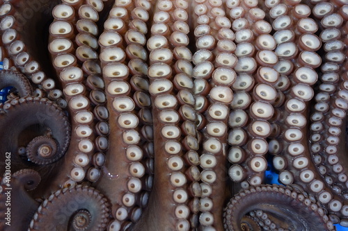 Canvastavla Octopus