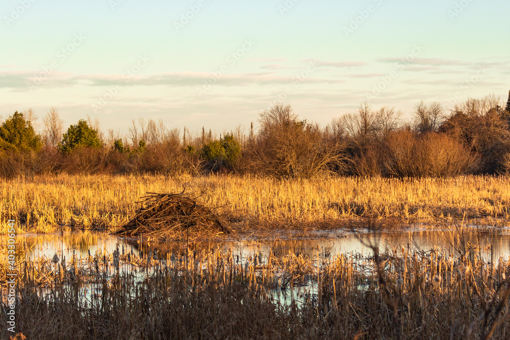 beaver lodge in fall