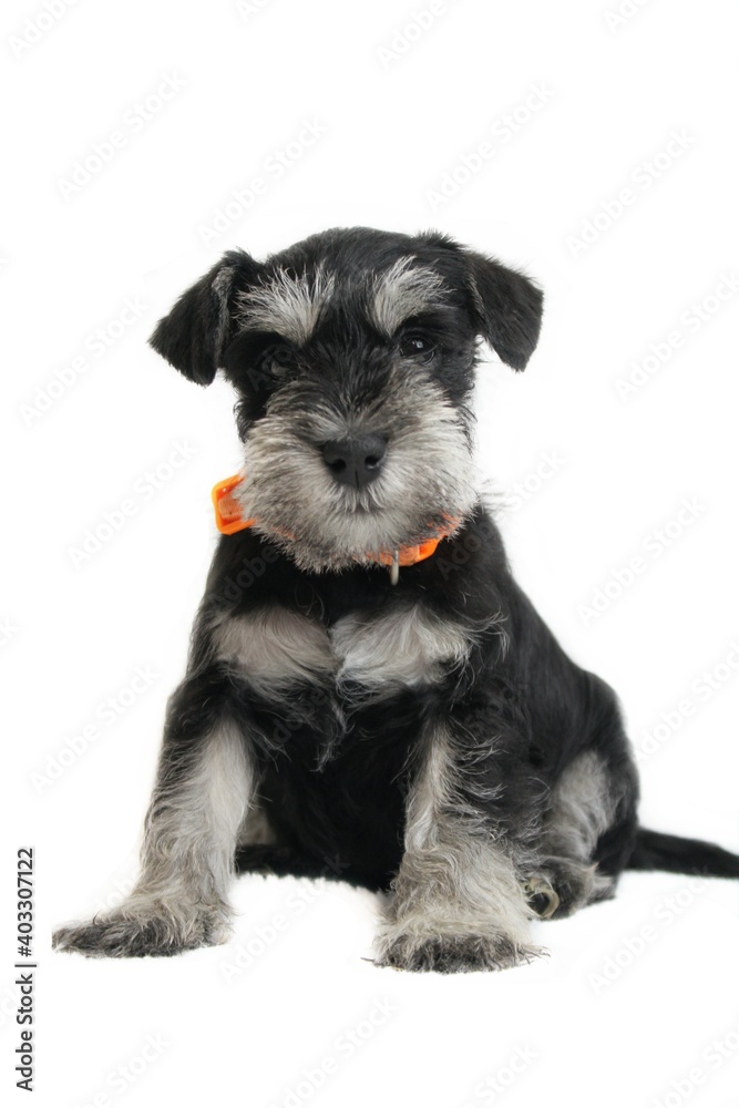 puppy schnauzer miniature studio