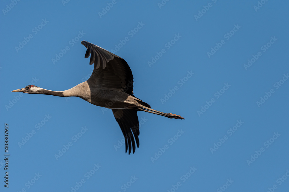 Common crane flying in an early autumn morning over a lake near Agamon Hula, Israel. Common crane flying in an early autumn morning over a lake near Agamon Hula, Israel.