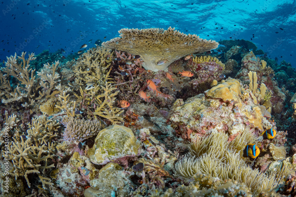 Fototapeta premium Hard coral cover coral reef in shallow tropical waters