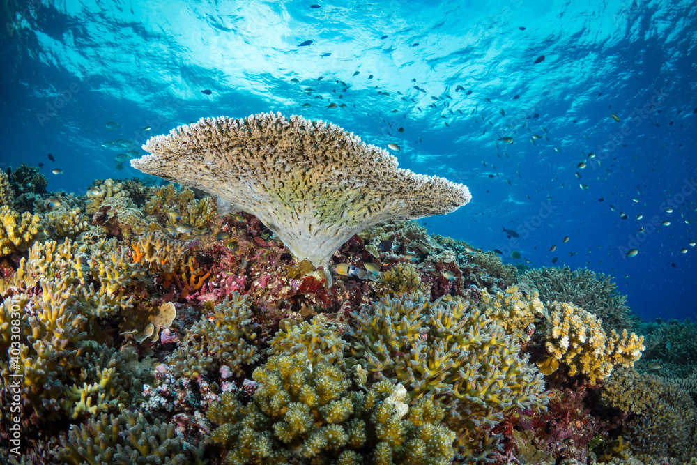 Fototapeta premium Hard coral cover coral reef in shallow tropical waters
