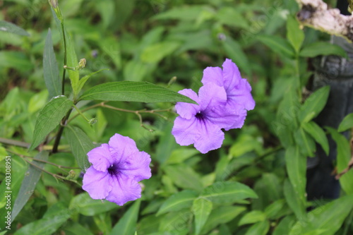 pink and purple flowers