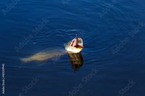 Close-up of caught pike fish trophy in water. Fishing background.Pike catch lure.