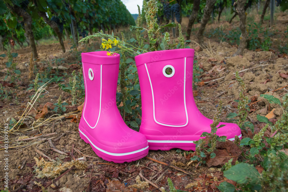Pink rubber boots in the field with grapes. Pink rubber boots in the field with grapes.