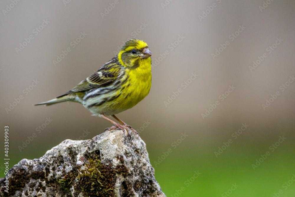 Fototapeta premium Girlitz (Serinus serinus) Männchen
