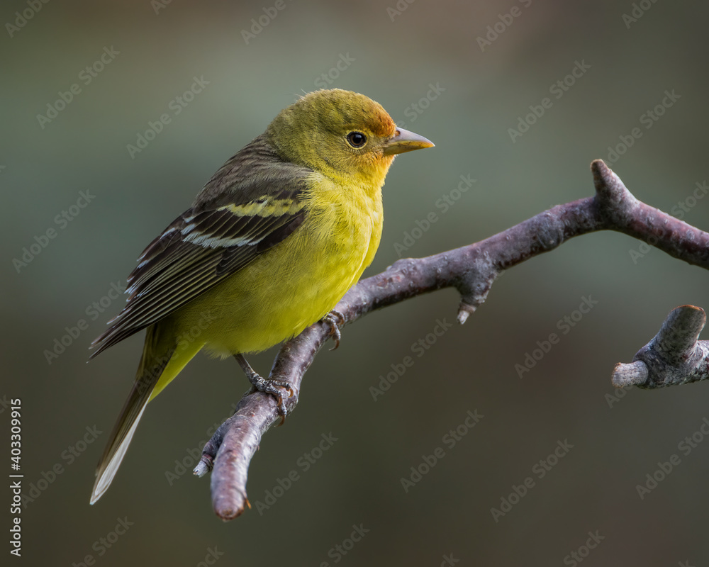 A western tanager perches on a branch in Wyoming.
A western tanager perches on a branch in Wyoming.