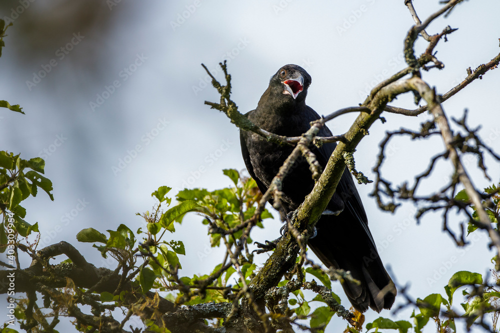 Fototapeta premium Rabenkrähe (Corvus corone)