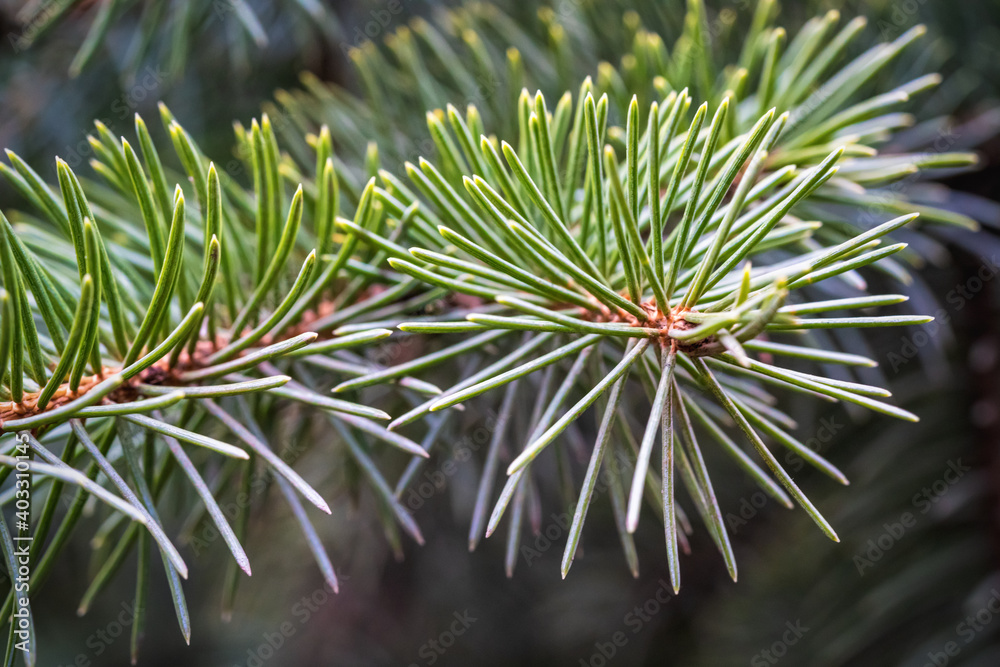 Branches of fir trees growing in forest.