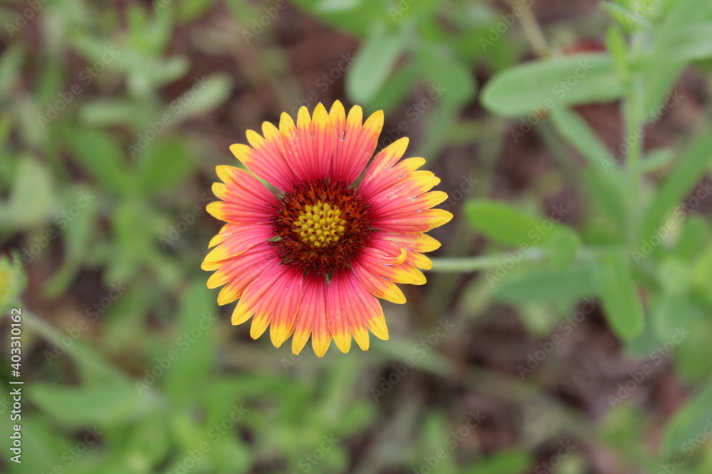 flower in the garden flower in the garden