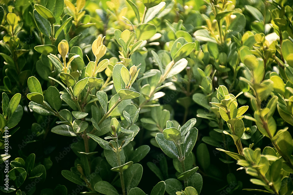 Obraz premium Young spring greenery / grass in the morning sun. Spring natural background. Green plants texture. green grass.