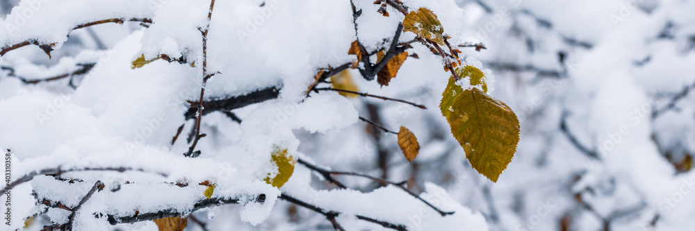 Snow on the branches of trees and bushes after a snowfall. Beautiful winter background with snow-covered trees. Plants in a winter forest park. Cold snowy weather. Cool panoramic texture of fresh snow Snow on the branches of trees and bushes after a snowfall. Beautiful winter background with snow-covered trees. Plants in a winter forest park. Cold snowy weather. Cool panoramic texture of fresh snow