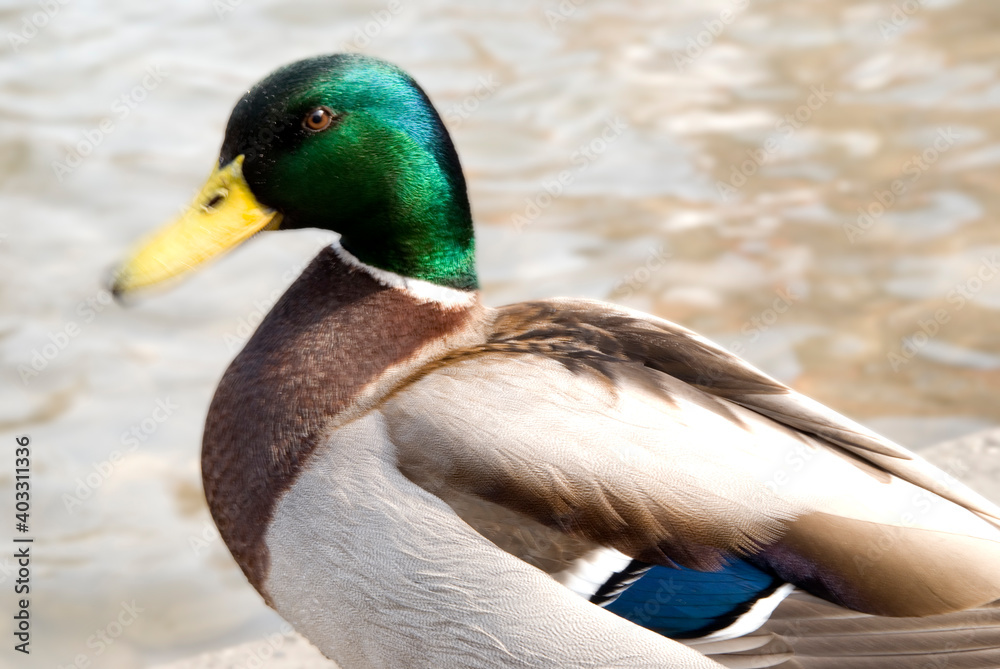 Obraz premium Duck On A Lake